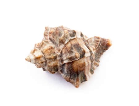 Exotic sea shells isolated on white backgroundの写真素材