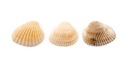 Exotic sea shells isolated on white backgroundの写真素材