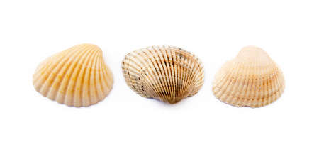 Exotic sea shells isolated on white backgroundの写真素材