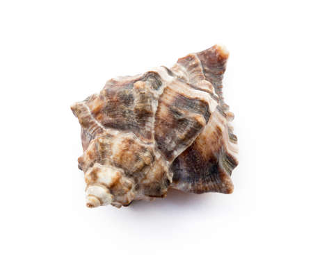 Exotic sea shells isolated on white backgroundの写真素材