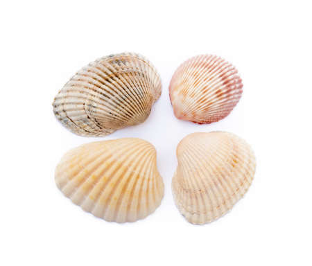 Exotic sea shells isolated on white backgroundの写真素材