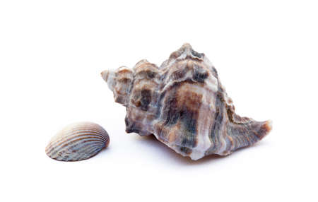 Exotic sea shells isolated on white backgroundの写真素材