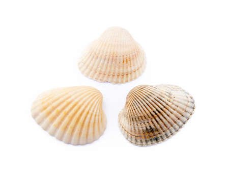 Exotic sea shells isolated on white backgroundの写真素材