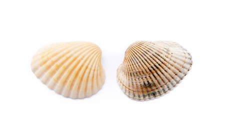 Exotic sea shells isolated on white backgroundの写真素材