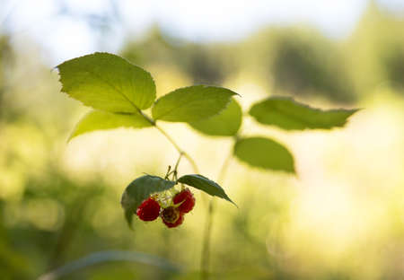 Ripe raspberries on raspberry bushes in natureの写真素材