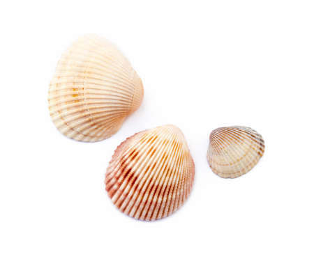 Exotic sea shells isolated on white backgroundの写真素材