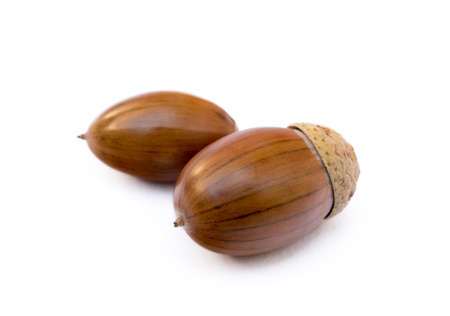 Ripe acorns isolated on white backgroundの写真素材