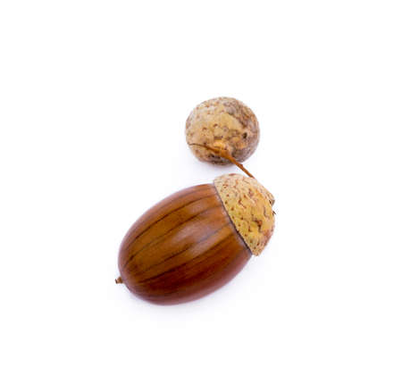Ripe acorns isolated on white backgroundの写真素材