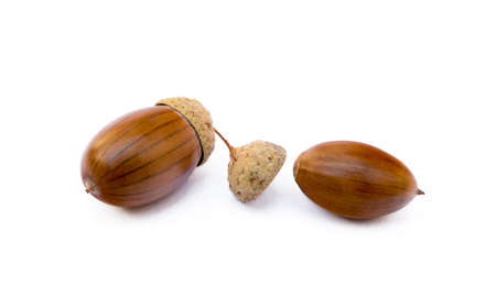 Ripe acorns isolated on white backgroundの写真素材