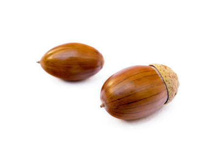 Ripe acorns isolated on white backgroundの写真素材