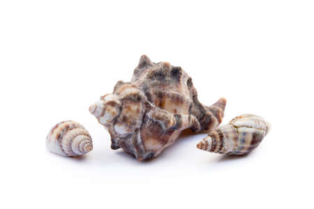 Exotic sea shells isolated on white backgroundの写真素材