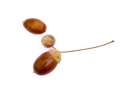 Ripe acorns isolated on white backgroundの写真素材