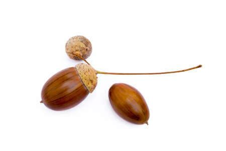 Ripe acorns isolated on white backgroundの写真素材