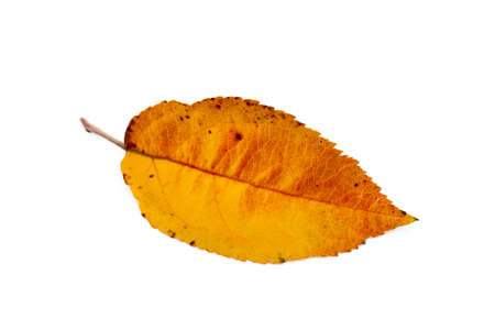 Colorful autumn leaves isolated on white backgroundの写真素材