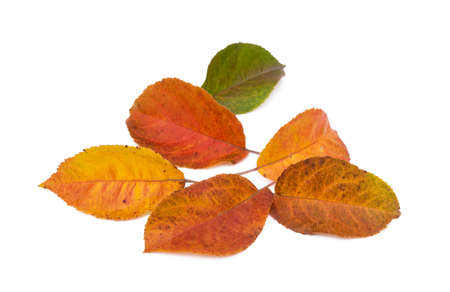 Colorful autumn leaves isolated on white backgroundの写真素材