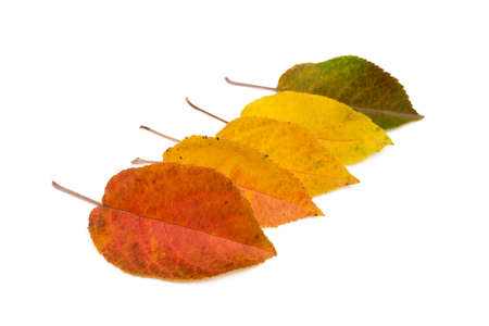 Colorful autumn leaves isolated on white backgroundの写真素材