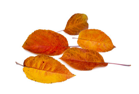 Colorful autumn leaves isolated on white backgroundの写真素材