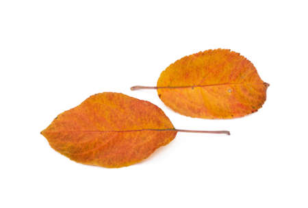 Colorful autumn leaves isolated on white backgroundの写真素材