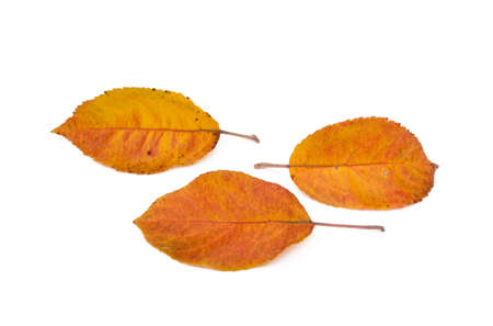 Colorful autumn leaves isolated on white backgroundの写真素材