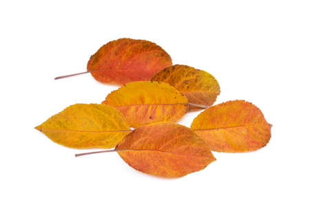 Colorful autumn leaves isolated on white backgroundの写真素材