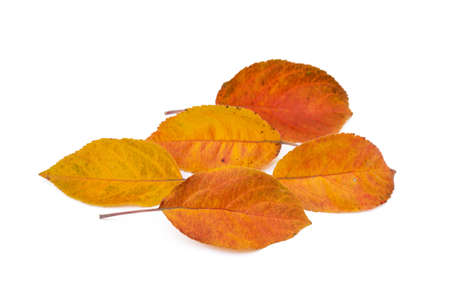 Colorful autumn leaves isolated on white backgroundの写真素材