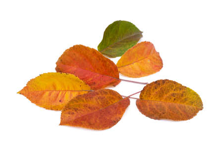 Colorful autumn leaves isolated on white backgroundの写真素材