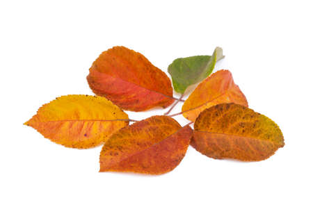 Colorful autumn leaves isolated on white backgroundの写真素材