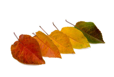 Colorful autumn leaves isolated on white backgroundの写真素材