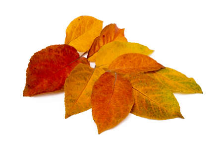 Colorful autumn leaves isolated on white backgroundの写真素材