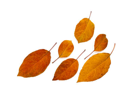 Colorful autumn leaves isolated on white backgroundの写真素材