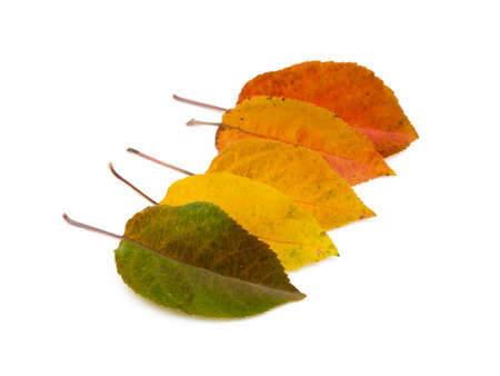 Colorful autumn leaves isolated on white backgroundの写真素材