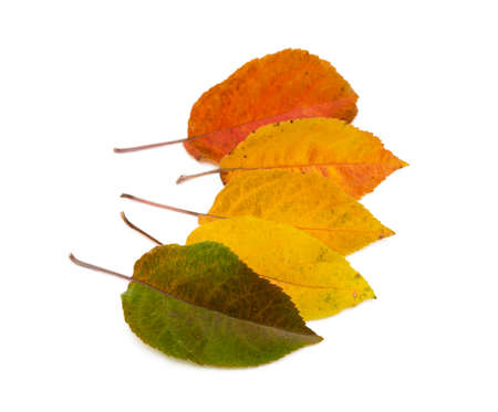 Colorful autumn leaves isolated on white backgroundの写真素材