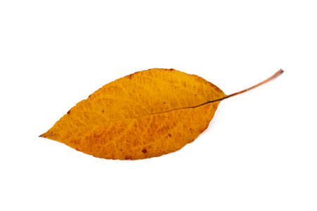 Colorful autumn leaves isolated on white backgroundの写真素材