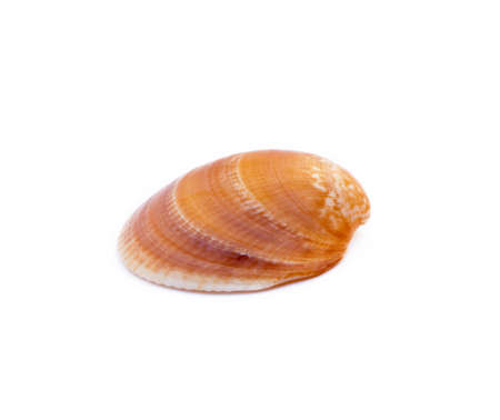 Exotic sea shells isolated on white background