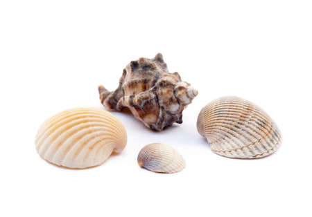 Exotic sea shells isolated on white backgroundの写真素材