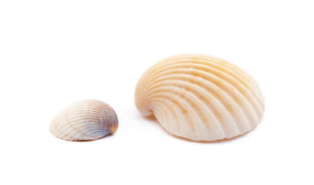 Exotic sea shells isolated on white backgroundの写真素材