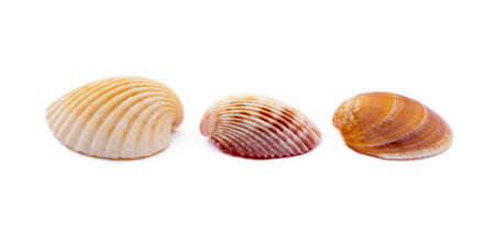 Exotic sea shells isolated on white backgroundの写真素材