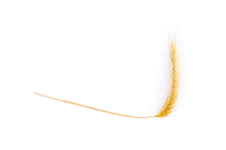 Harvested grain, rye isolated on white background. |の写真素材