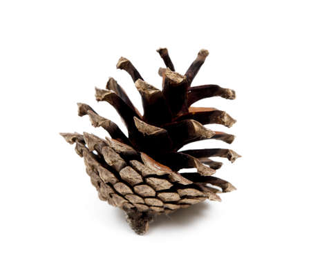 Pine cone isolated on white backgroundの写真素材