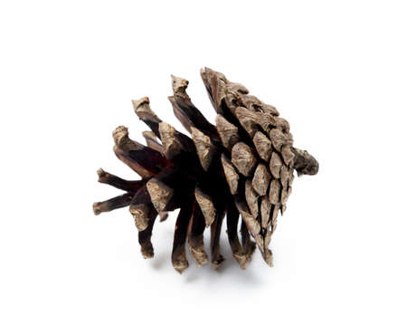 Pine cone isolated on white backgroundの写真素材