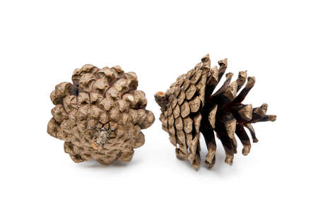 Pine cone isolated on white backgroundの写真素材