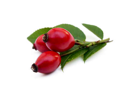 Ripe rose hip isolated on white backgroundの写真素材