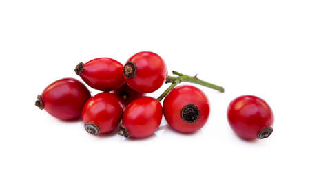 Ripe rose hip isolated on white backgroundの写真素材