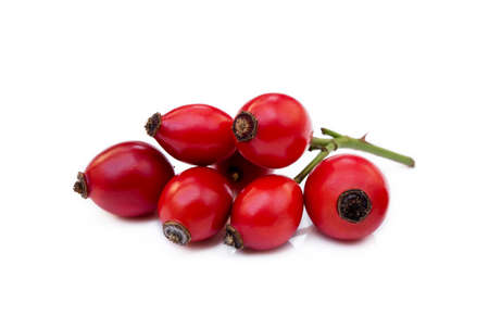 Ripe rose hip isolated on white backgroundの写真素材