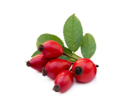 Ripe rose hip isolated on white backgroundの写真素材