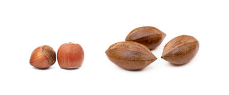 Group of healty hazelnuts and pecan isolated on white backgroundの写真素材