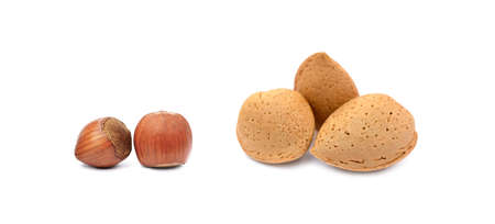 Group of healty hazelnuts and almond isolated on white backgroundの写真素材