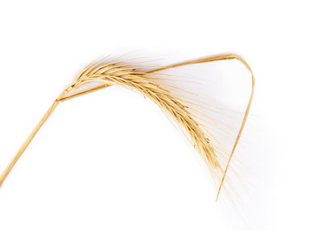 Harvested grain, rye isolated on white backgroundの写真素材