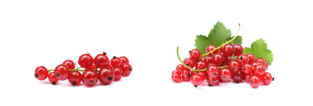 Fresh red currant isolated on white backgroundの写真素材