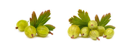 Fresh ripe gooseberries isolated on a white backgroundの写真素材